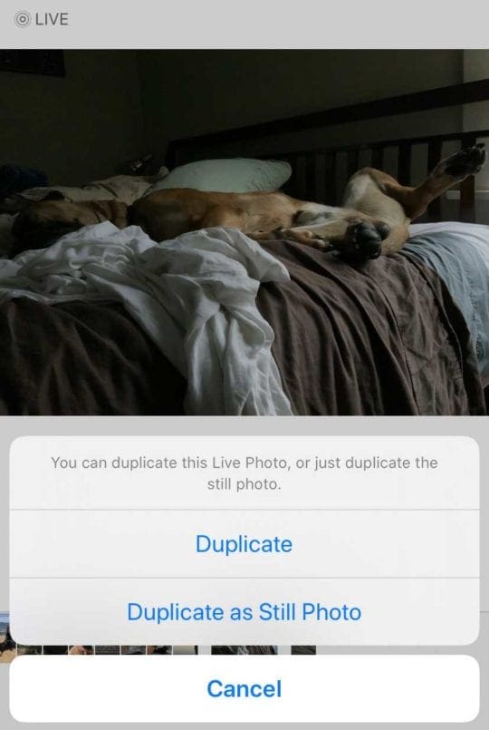 Photos app duplicate options for Live Photos