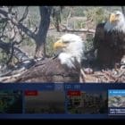 Live feed eagle's nest Apple TV