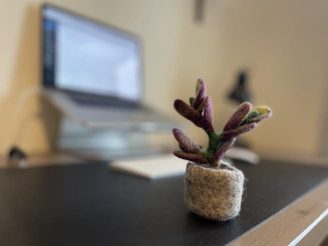 iPhone photo of plant on desk with Portrait mode and blurred background