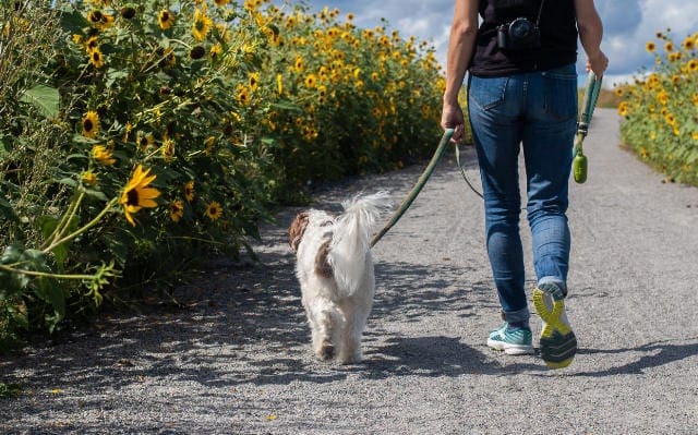 Person walking a dog past sunflowers